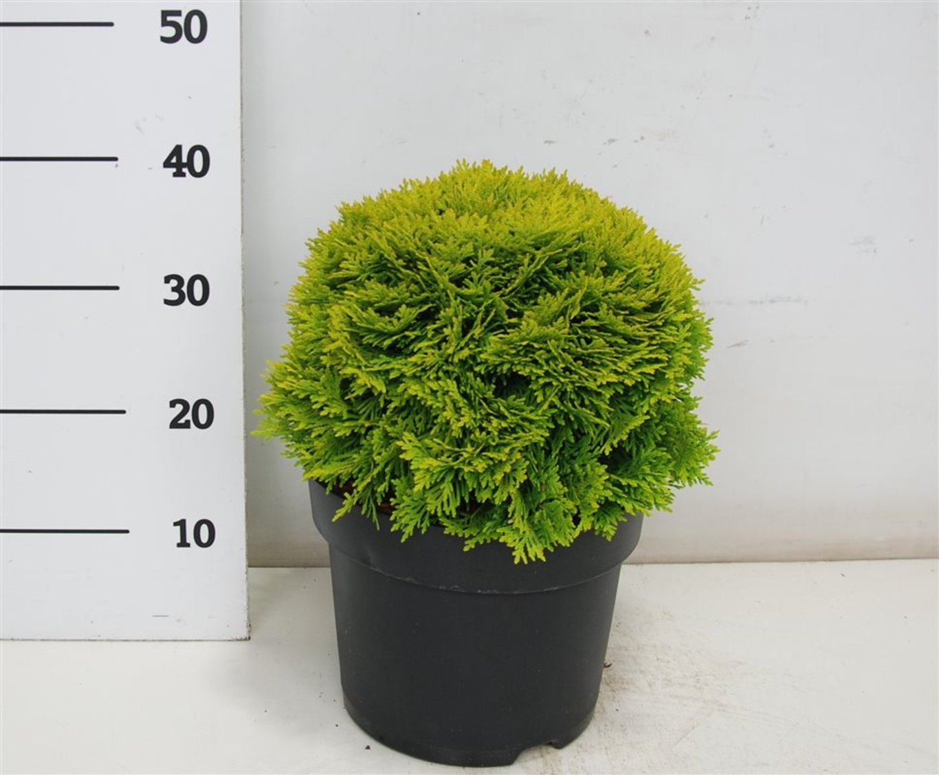 Thuja occ. 'Mirjam' - C7,5 30-35 CM